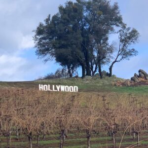 Belledor Vineyards Hollywood and Vine in Amador BEst Winery