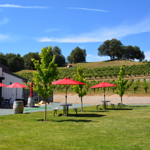 Belledor Vineyards Wedding Venue Lawn and Vineyards Amador Country I Do Bride and Groom