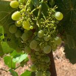 Grape Shatter in the Vineyards at Belledor Semillon AMador Shenandoah