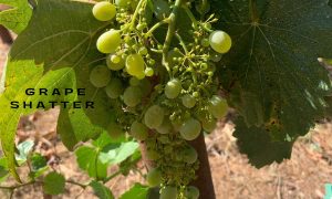 Grape Shatter in the Vineyards at Belledor Semillon AMador Shenandoah