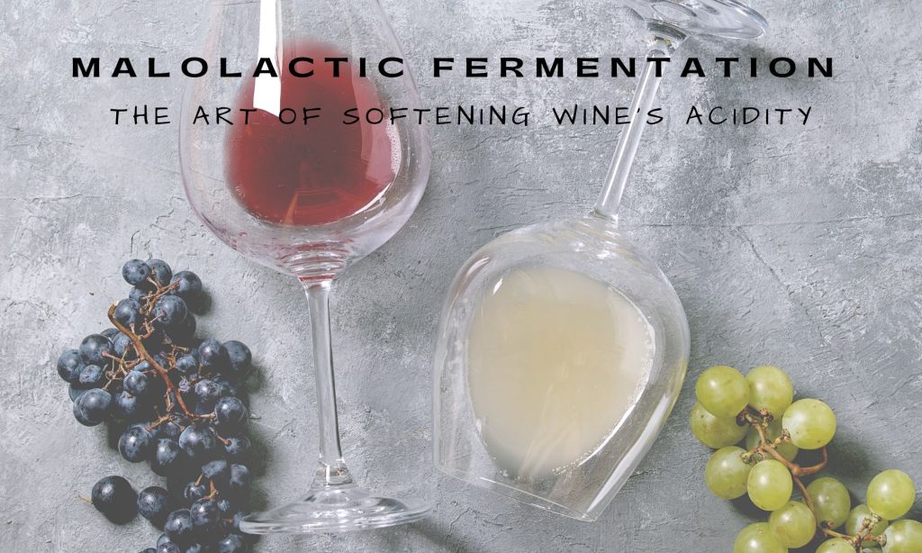 Malolactic Fermentation, Belledor Vineyards, Amador, Shenandoah, Win Tasting, Winemaking, Masquerade, Sauvignon Blanc