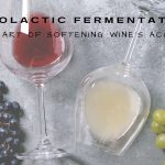 Malolactic Fermentation, Belledor Vineyards, Amador, Shenandoah, Win Tasting, Winemaking, Masquerade, Sauvignon Blanc